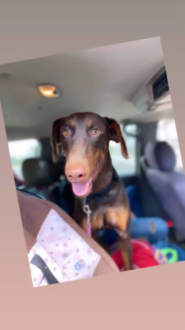 doberman pincher
