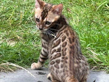 Bengal – varied aged Bengal boy kittens