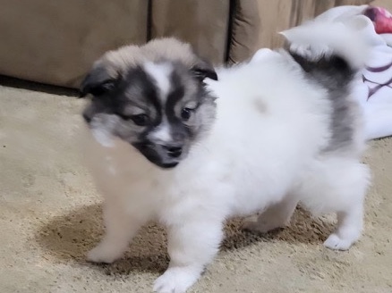 American Eskimo Dog – Female Eskimo – Memphis