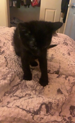 SELLING KITTENS