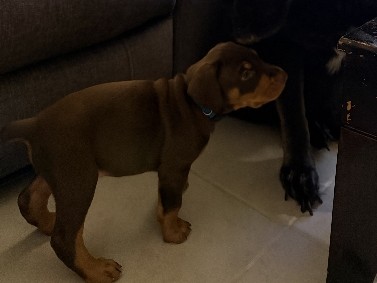 Doberman Pinscher – baby Dobermans 6 weeks old – Davenport