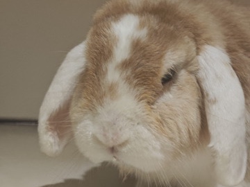 All - Conejo minitoy available for adoption in San Fernando