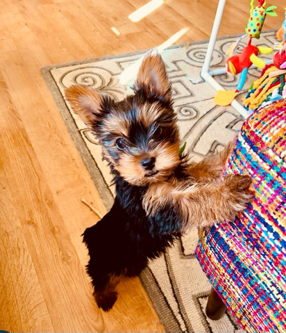 Yorkshire Terrier – 16 week Male Yorkie