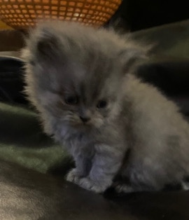 Persian (Modern) – Persian kitten for sale
