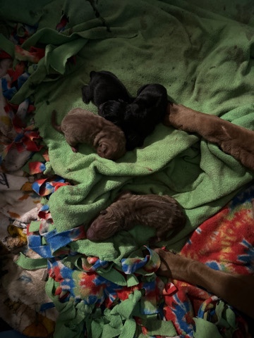 5 puppies