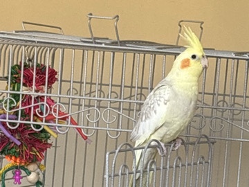 Cockatiel – cockatiel for sale – Coogee