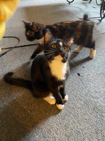 kittens,and cats for sale