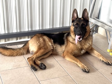 German Shepherd – Male German Shepherd – Miramar
