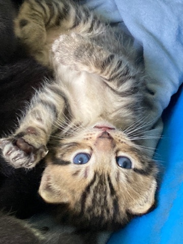 3 cute kittens