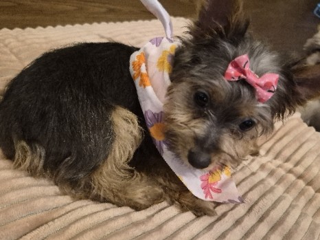 Yorkshire Terrier – Yorkie Looking for a new home ! – Cornelius