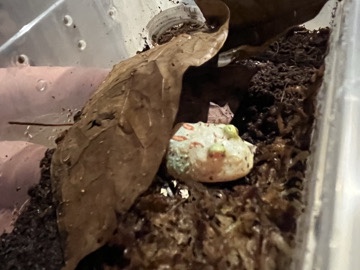 baby pac man froglets – Glossop