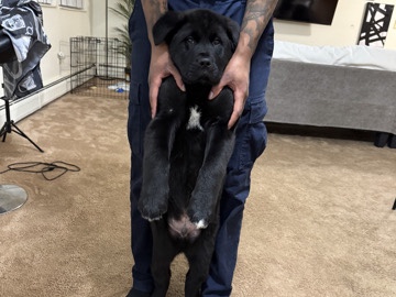 American Akita / Golden Retriever 