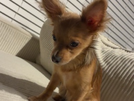 Chihuahua – tea cup chihuahua – Atlanta