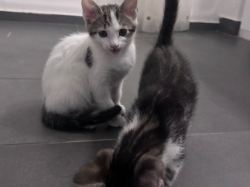 KITTENS NEED HOME ASAP – Glendale