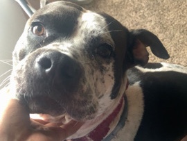 American Pit Bull Terrier – A New life for Nala – Martinsburg