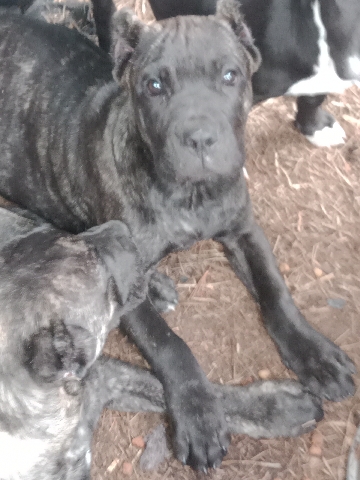 Perro de Presa Canario – twinpeaksadamsbloodline