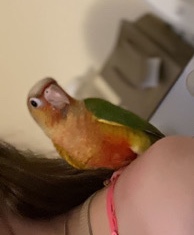 Green-Cheeked Conure – green cheeked conure