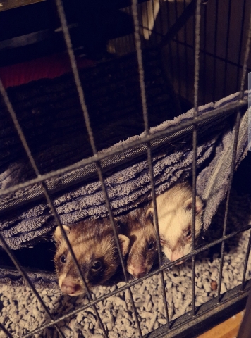 Any – x3 female ferrets, everything needed included