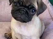 Pug – 12 week old female pug needs loving home