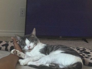 American Shorthair - Looking for a new home for my cat available for adoption in San Antonio