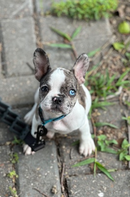 French Bulldog – French Bulldog Puppy