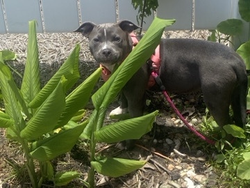 Alona- Staffordshire Bull Terrier 