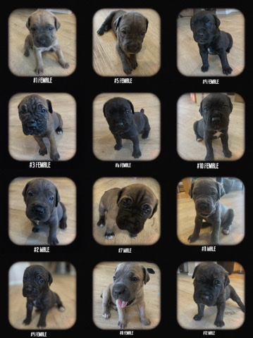 Cane Corso – Cane Corso