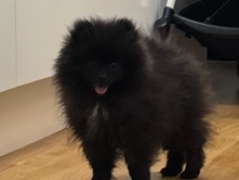 Papillon – pomeranian hane – Tumba