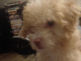 Poodle – selling toy poodle – Wheat Ridge