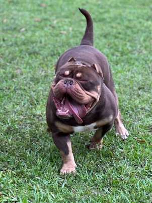 Pocket bully