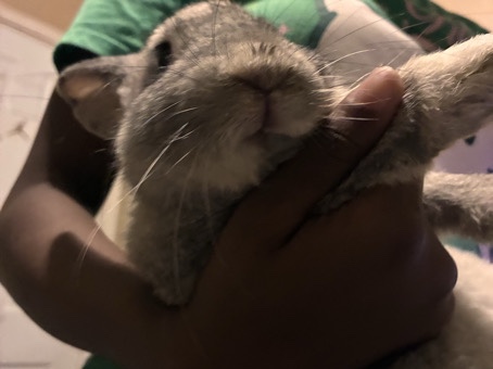 bunny•potty trained and normally uses puppy pads and litter/bedding – Beaumont