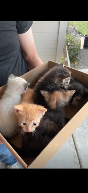 Kittens