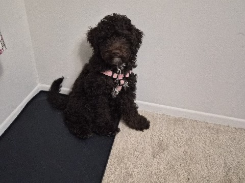 Labradoodle – 14 weeks old mini labradoodle Cocoa – Sterling Heights