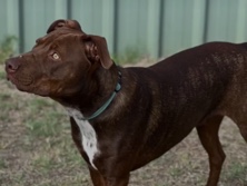 Australian Kelpie – Dog to good home
