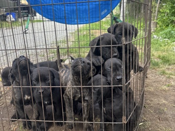 Cane Corso – puppies for sale cane corso pitbull mix – Kawartha Lakes