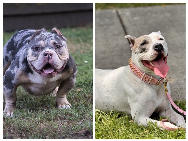 American Pit Bull Terrier – bully pitbull mix