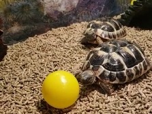 turtle – Two Hermann Tortoises