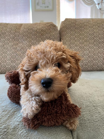 Poodle – Cavapoo