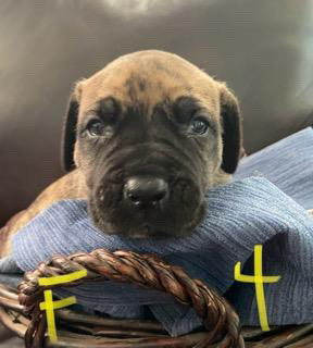 Perro de Presa Canario – Pure Bred Presa Canarios