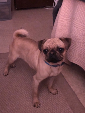 Pug – Needing New Home