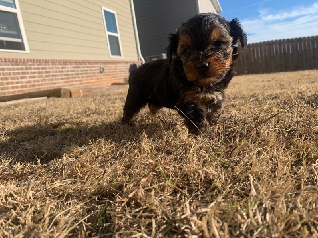 Yorkies, goldendoodles, Pomeranians puppies