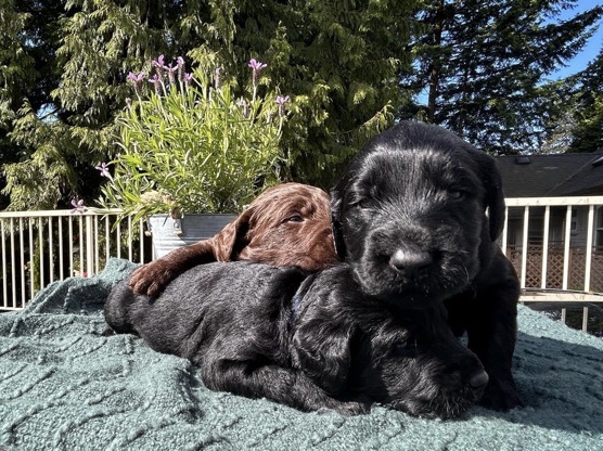 Labradoodle - Labradoodle Puppies available for adoption in North Vancouver