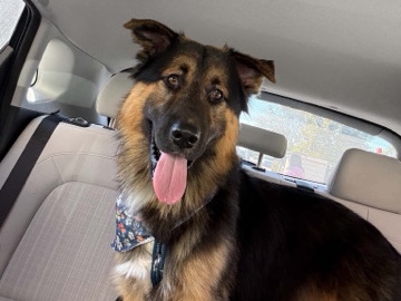 German Shepherd – Active 1.5-Year-Old German Shepherd for Rehoming in Bellflower – Bellflower