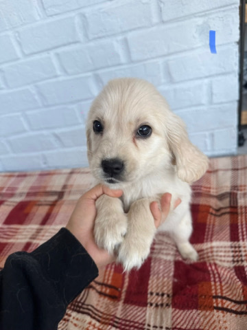 Golden Retriever – Golden Retriever x Cocker Spaniel Puppy (Scout)