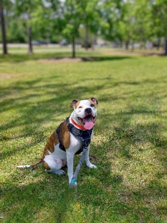 American Pit Bull Terrier – Beautiful Pitbull Dog