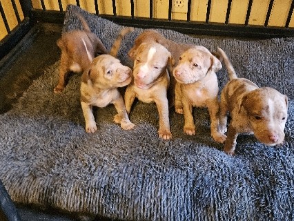 American Pit Bull Terrier – puppies for sell – Columbia