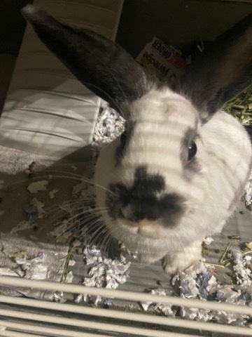 Dutch – Rehoming my bunny