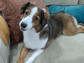 Miniature American Shepherd – Miniature american shepherd – Coconut Creek