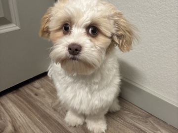 Shih Tzu – 🐾7Month old Shih Tzu Looking for a Loving New Home 🐾 – Colorado Springs