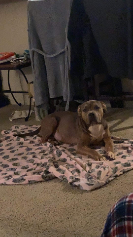 American Pit Bull Terrier – female pitbull